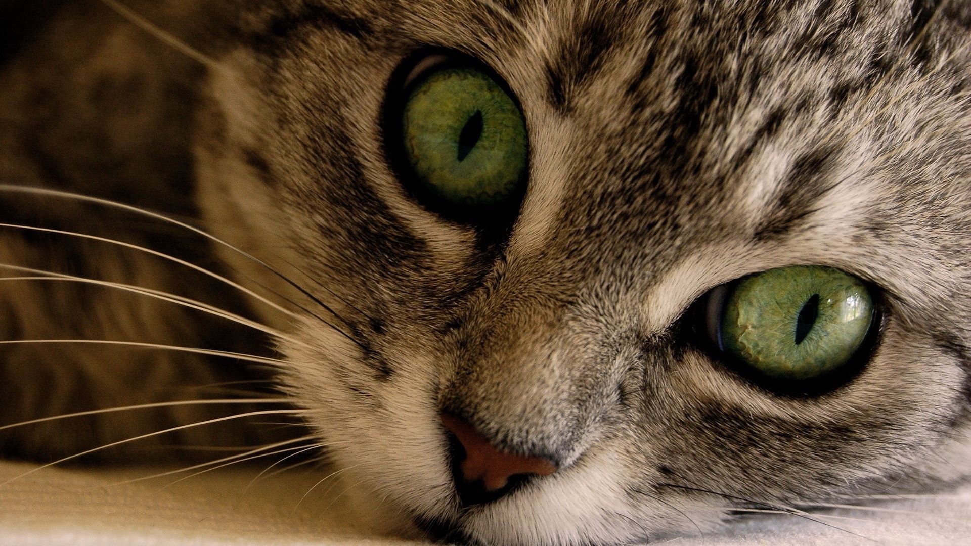 Кошка МС зелёными глазами