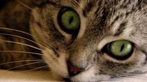 Превью обои кот, морда, глаза, серый, полосатый, зеленый