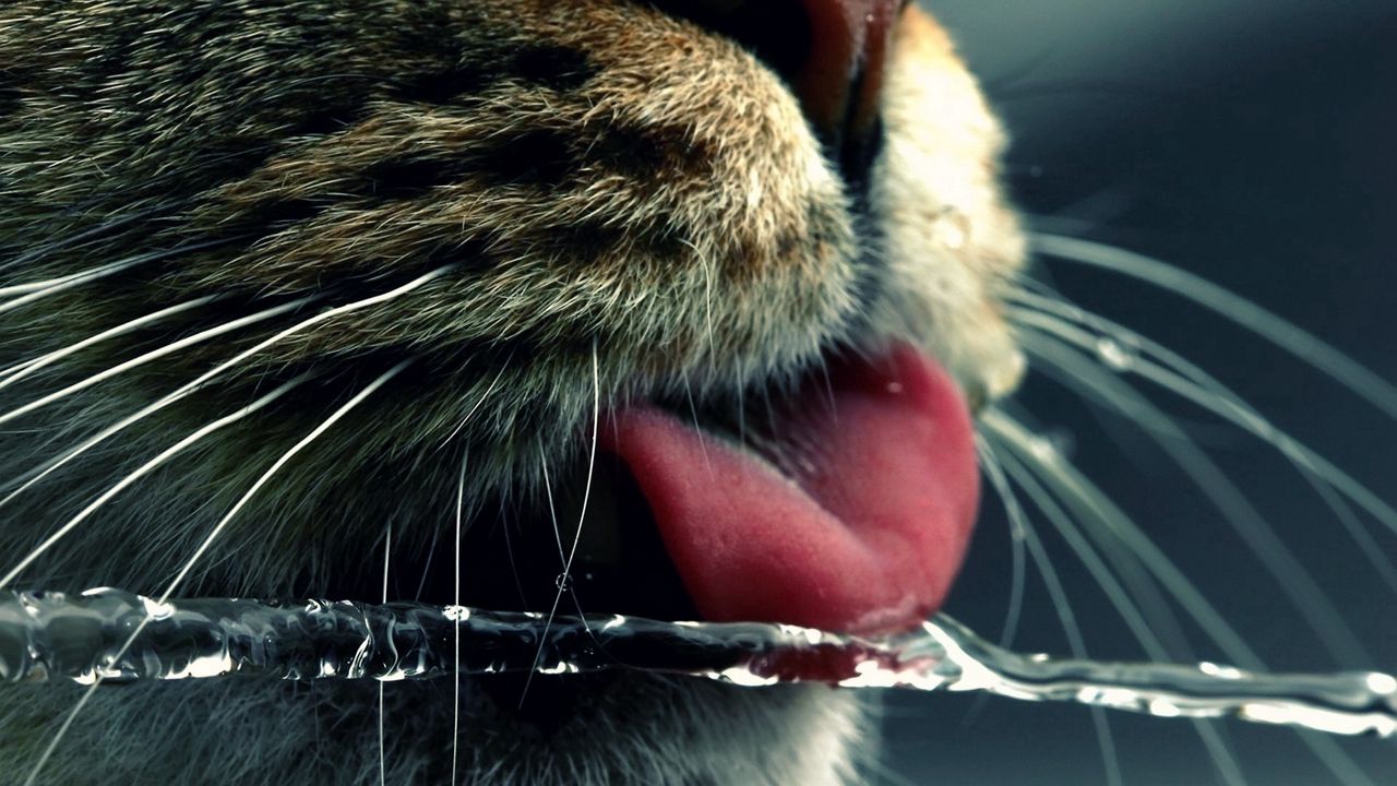 Обои кот, морда, язык, вода, пить, усы