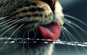 Превью обои кот, морда, язык, вода, пить, усы