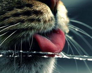 Превью обои кот, морда, язык, вода, пить, усы
