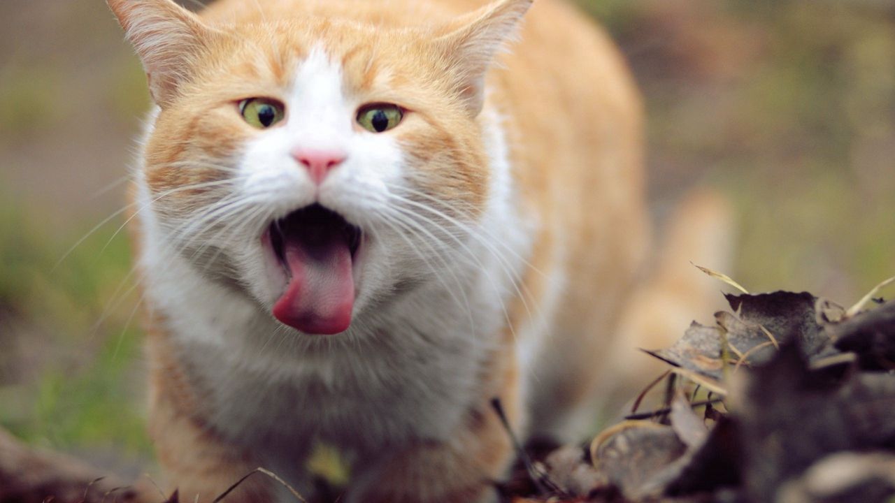 Обои кот, морда, язык, листья, весна