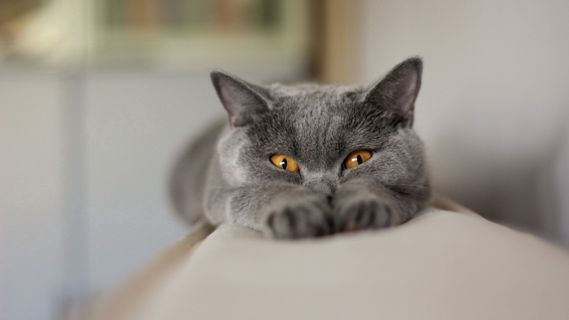 Смешной серый кот