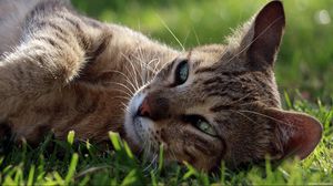 Превью обои кот, морда, лежит, трава, отдых