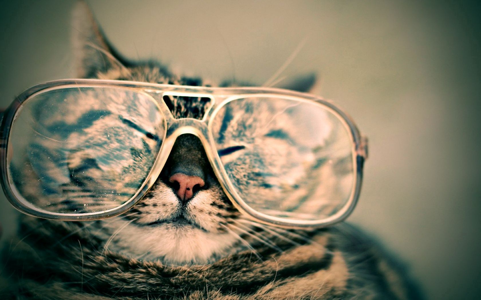 Смешные обои с котами. Котик в очках. Крутой кот в очках. Котик с очками. Аватарка кот в очках.