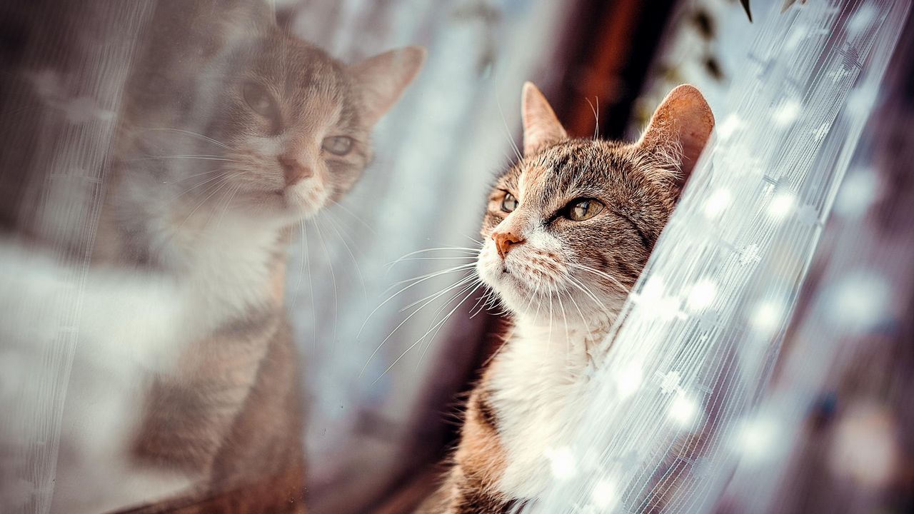 Обои кот, морда, окно