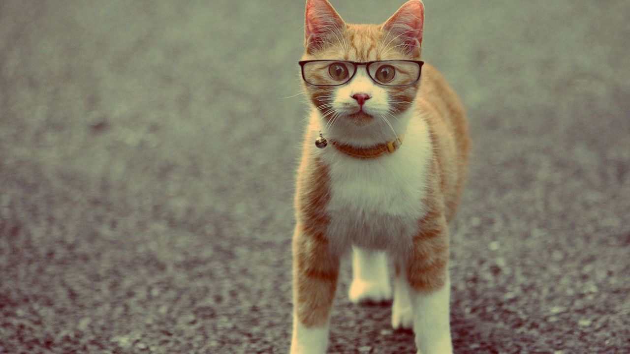 Обои кот, морда, ошейник, очки