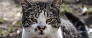 Превью обои кот, морда, пятнистый