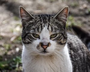 Превью обои кот, морда, пятнистый