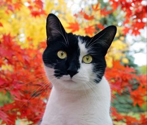 Превью обои кот, морда, пятнистый, листья, осень