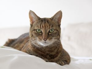 Превью обои кот, морда, полосатый, лежит