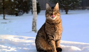 Превью обои кот, морда, полосатый, язык, облизываться, снег, зима