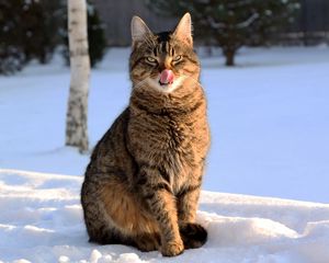 Превью обои кот, морда, полосатый, язык, облизываться, снег, зима