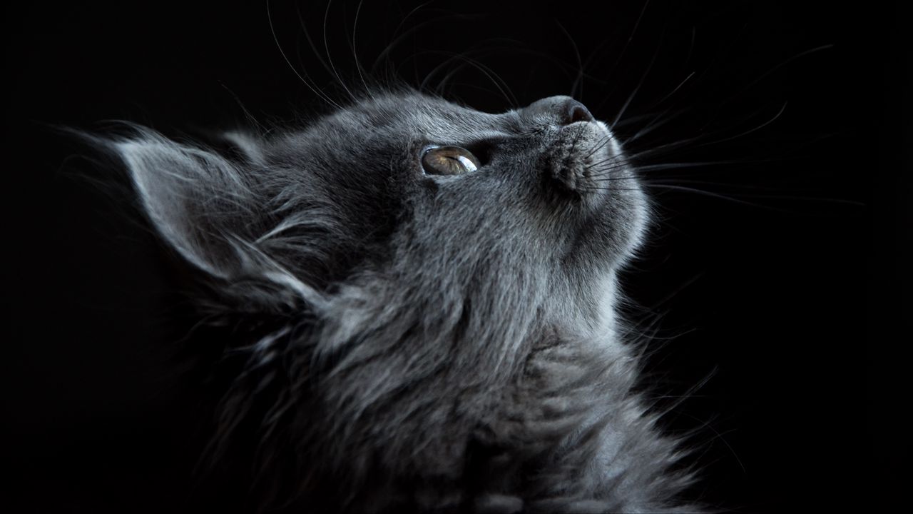 Обои кот, морда, профиль, черный фон
