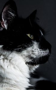 Превью обои кот, морда, профиль