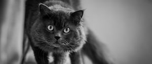 Превью обои кот, морда, пушистый, взгляд, чб