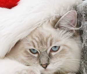 Превью обои кот, морда, пушистый, шапка санта клауса, новый год, праздничный