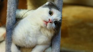 Превью обои кот, морда, сидит, игривый