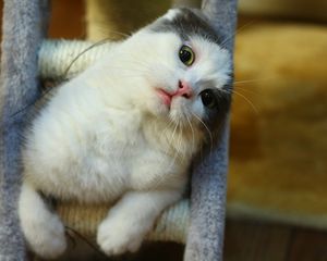 Превью обои кот, морда, сидит, игривый