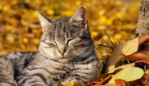 Превью обои кот, морда, сон, дремать, листья, осень