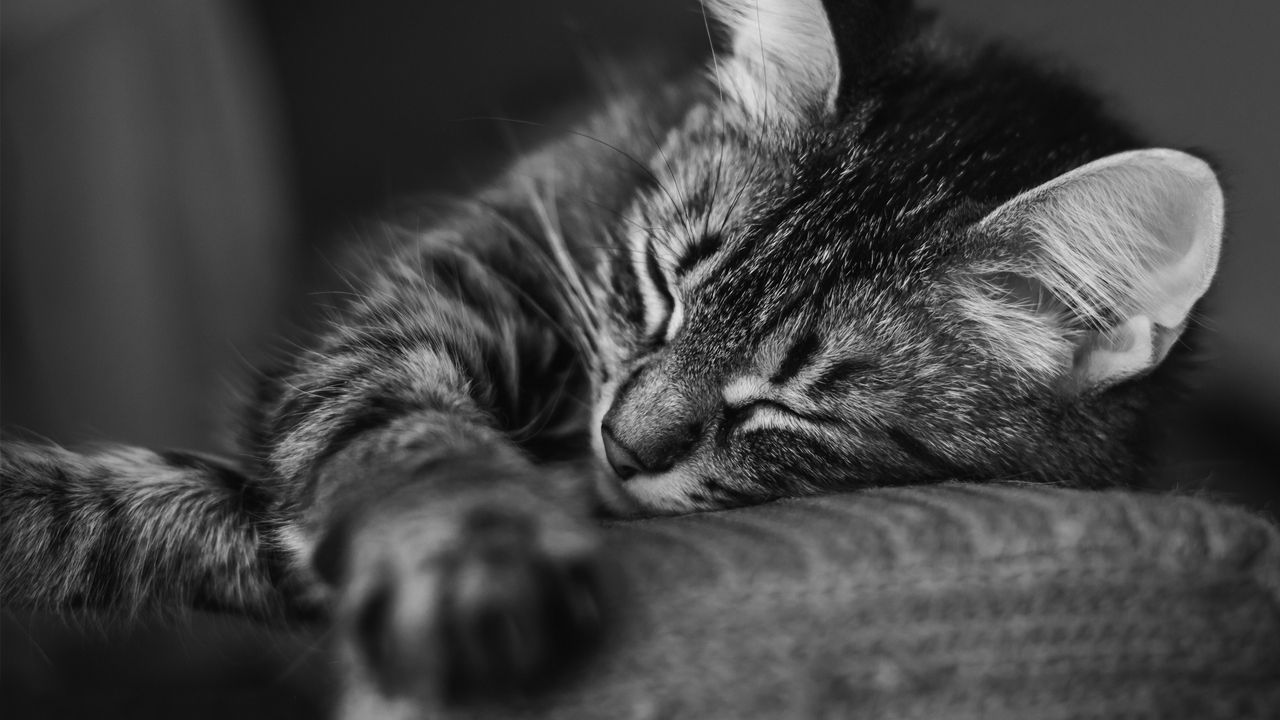 Обои кот, морда, сон, подушка, полосатый, чб