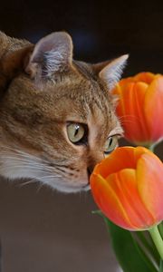 Превью обои кот, морда, тюльпаны, любопытство