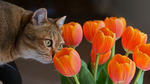 Превью обои кот, морда, тюльпаны, любопытство