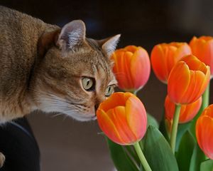 Превью обои кот, морда, тюльпаны, любопытство