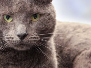 Превью обои кот, морда, взгляд