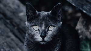 Превью обои кот, морда, взгляд, серый, размытость