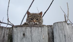 Превью обои кот, морда, взгляд, забор, выглядывать