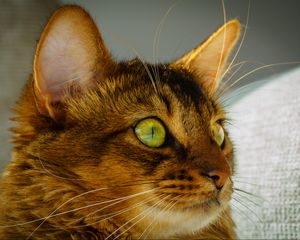 Превью обои кот, морда, взгляд, зеленые глаза