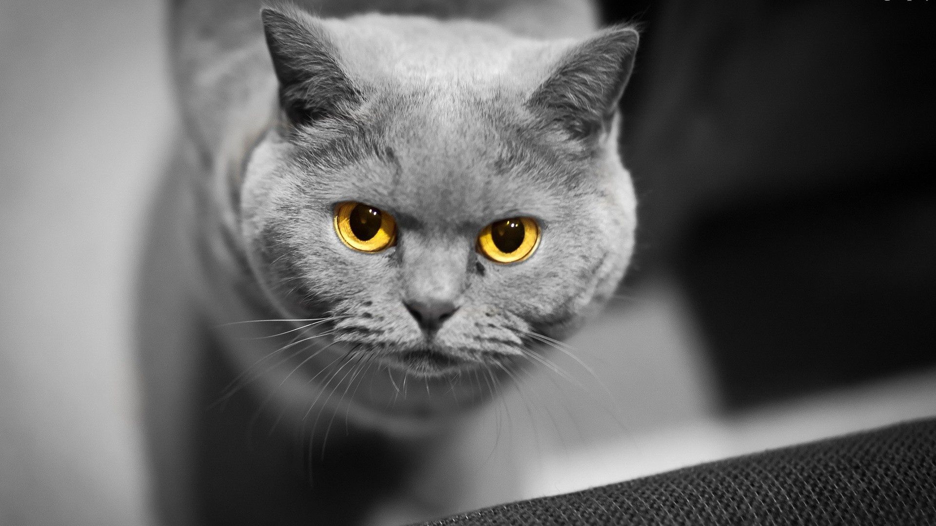 Глаза британского кота