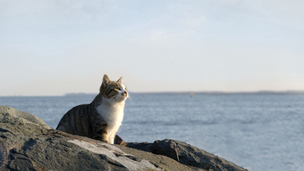 Обои кот, море, небо, камни, сидеть, наблюдать