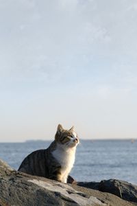 Превью обои кот, море, небо, камни, сидеть, наблюдать