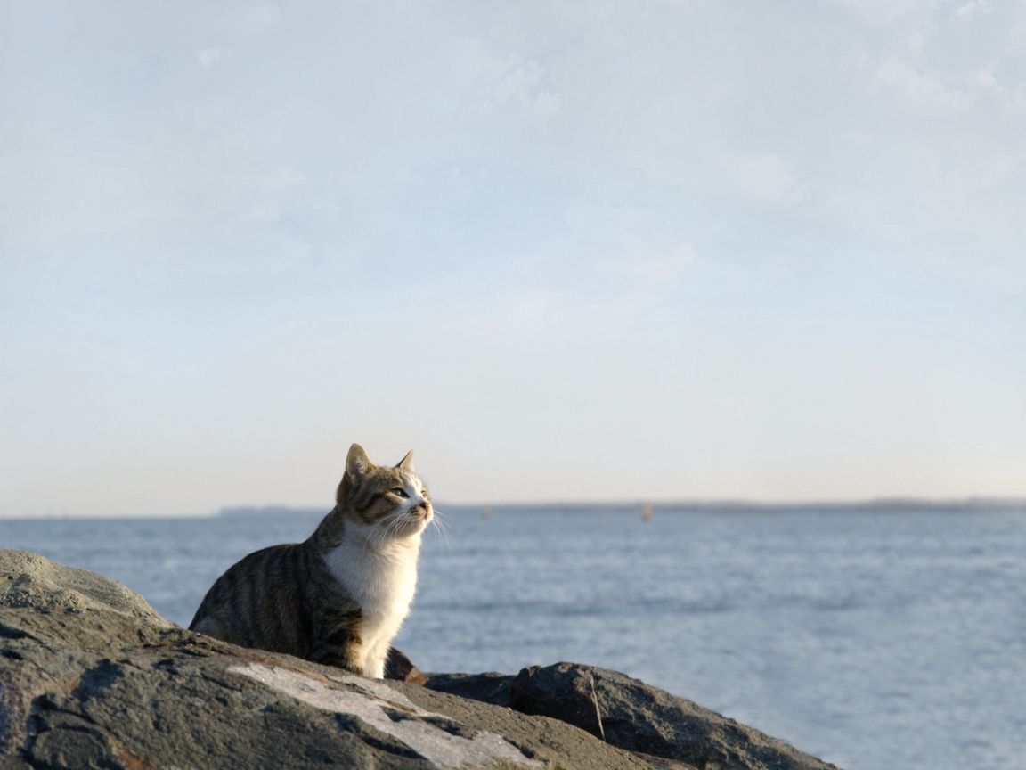 кот на фоне моря