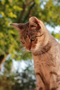 Превью обои кот, небо, деревья, взгляд