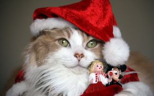 Превью обои кот, новогодний костюм, игрушки, праздник