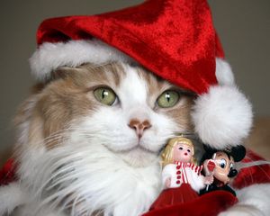 Превью обои кот, новогодний костюм, игрушки, праздник