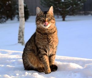 Превью обои кот, облизываться, зима, снег