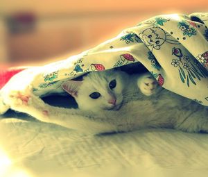 Превью обои кот, одеяло, лежать, светлый