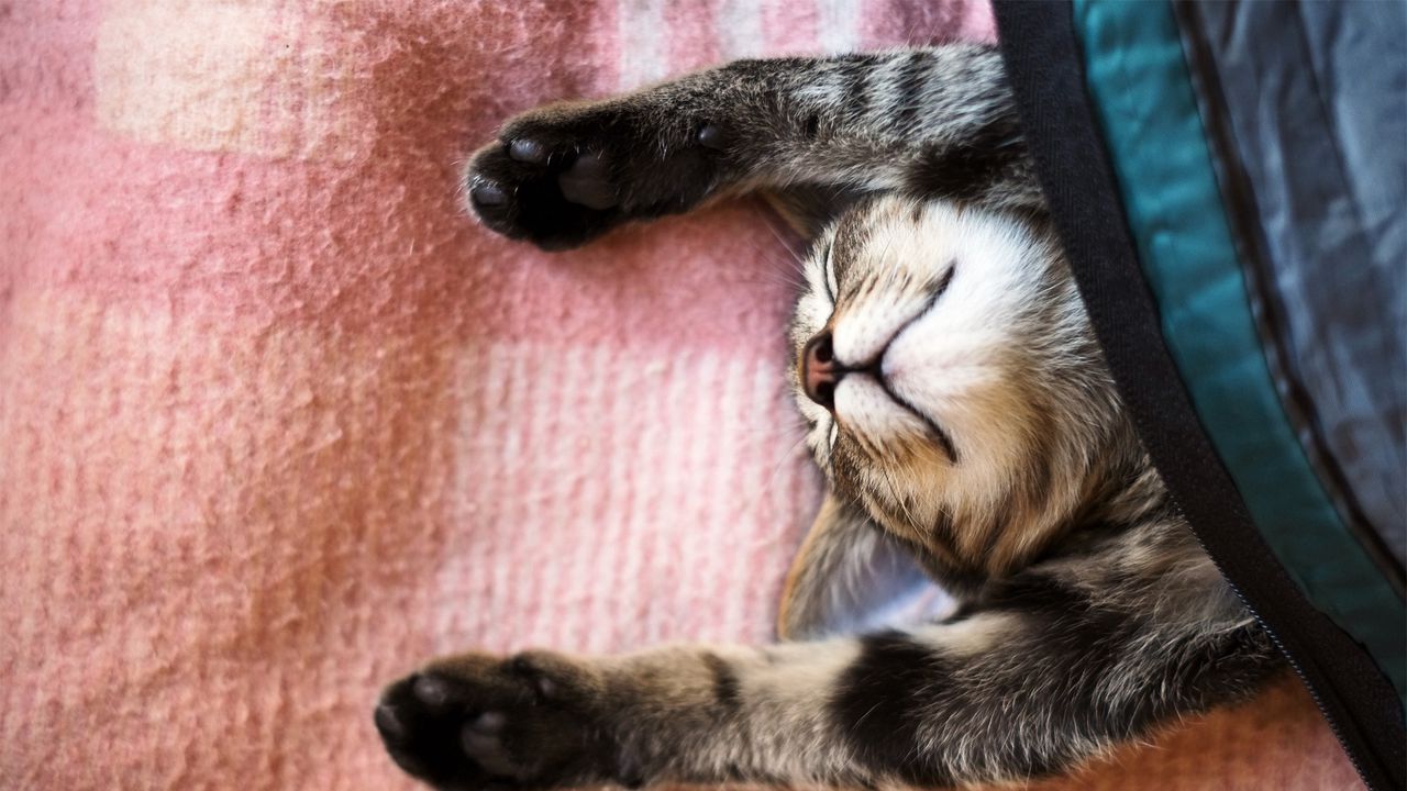 Обои кот, одеяло, лежать, прикольный