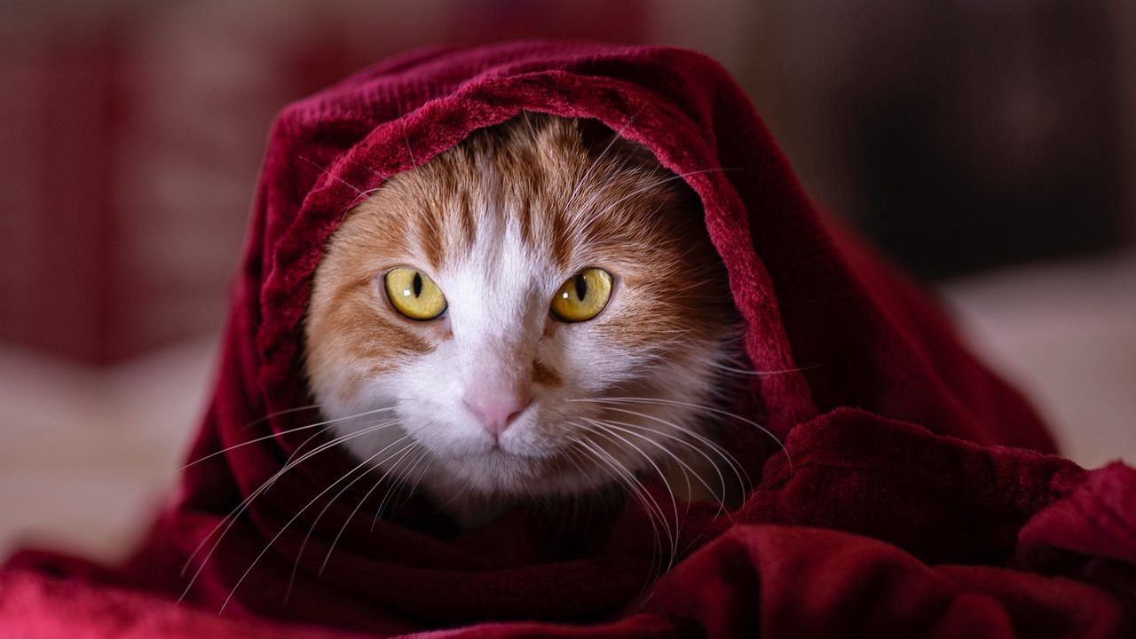 Обои кот, одеяло, питомец, взгляд