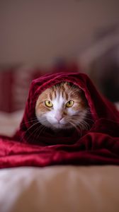 Превью обои кот, одеяло, питомец, взгляд