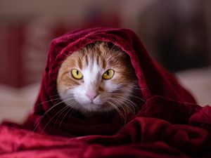 Превью обои кот, одеяло, питомец, взгляд