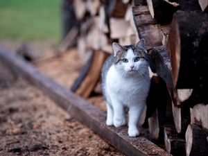 Превью обои кот, ограда, прогулка