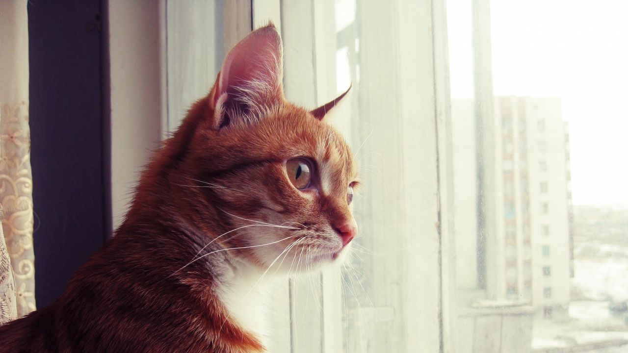 Обои кот, окно, наблюдать, морда, пятнистый