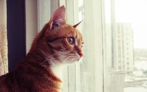Превью обои кот, окно, наблюдать, морда, пятнистый