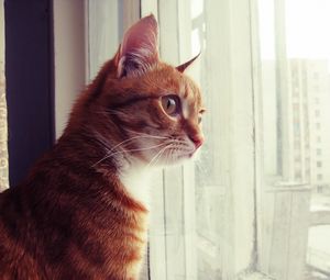 Превью обои кот, окно, наблюдать, морда, пятнистый