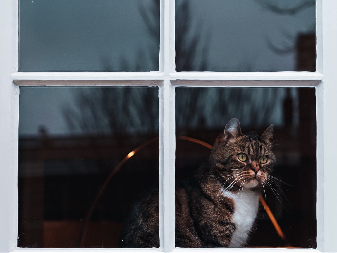 Кот на окне